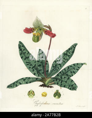 Charmante paphiopedilum venustum Orchidee, Paphiopedilum (Frauenschuh, Cypripedium venustum). Papierkörbe Kupferstich von J.Schwan nach einem botanischen Abbildung von William Jackson Hooker aus seinem eigenen "exotische Flora", Blackwood, Edinburgh, 1823. Hooker (1785-1865) war ein englischer Botaniker spezialisiert auf Orchideen und Farne, und war Direktor der Königlichen Botanischen Gärten in Kew von 1841. Stockfoto