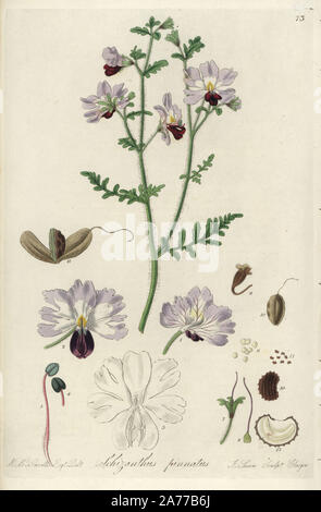 Schmetterling Blume oder pinnated-leaved schizanthus, Schizanthus Pinnatus. Papierkörbe Kupferstich von J.Schwan nach einem botanischen Illustration von R.K. Greville von William Jackson Hooker 'exotische Flora", Blackwood, Edinburgh, 1823. Hooker (1785-1865) war ein englischer Botaniker spezialisiert auf Orchideen und Farne, und war Direktor der Königlichen Botanischen Gärten in Kew von 1841. Stockfoto