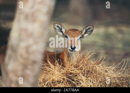 Junge rote Litschi hinter trockenes Gras Stockfoto