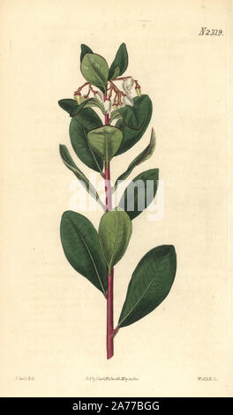 Erdbeerbaum oder Zuckerrohr apple, Arbutus unedo var. Ihr Partner. Papierkörbe Kupferstich von Weddell nach einer Illustration von John Curtis von Samuel Curtis's Botanical Magazine", London, 1822. Stockfoto