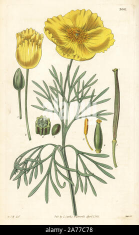 Mexikanischer Tulpen Mohn, Hunnemannia fumariifolia (Fumitory-leaved hunnemannia, Hunnemannia fumariaefolia). Papierkörbe Kupferstich von Swan nach einer Illustration von William Jackson Hooker von Samuel Curtis's Botanical Magazine", London, 1831. Stockfoto