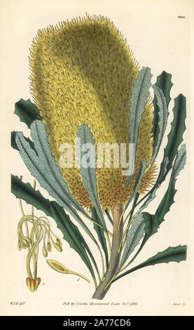 Sah banksia, Banksia serrata (Intermediate banksia Banksia, Medien). Papierkörbe Kupferstich von Swan nach einer Illustration von William Jackson Hooker von Samuel Curtis's Botanical Magazine", London, 1831. Stockfoto