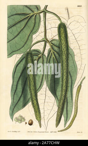 Betel Pfeffer, Piper betle. Papierkörbe Kupferstich von Swan nach einer Illustration von Rev. L. Goulding von Samuel Curtis'' Botanical Magazine", London, 1832. Stockfoto