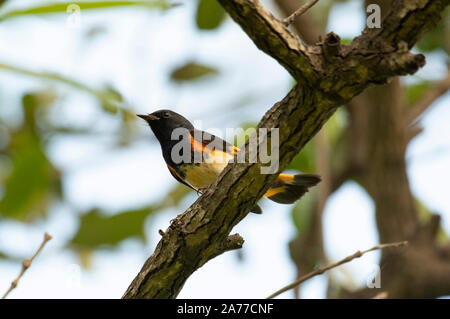 Schönen amerikanischen Redstart (Setophaga ruticilla) männlichen auf einem Baum gehockt Stockfoto