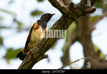 Schönen amerikanischen Redstart (Setophaga ruticilla) männlichen auf einem Baum gehockt Stockfoto