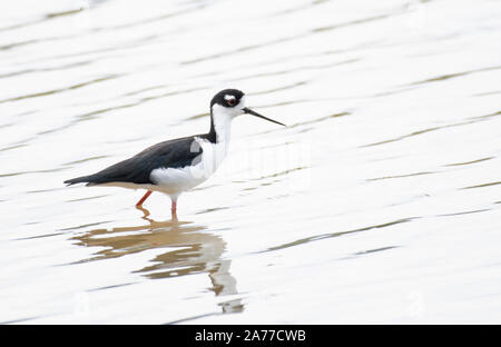 Black-necked Stelzenläufer (Himantopus mexicanus) in Wasser nach Nahrung suchen Stockfoto