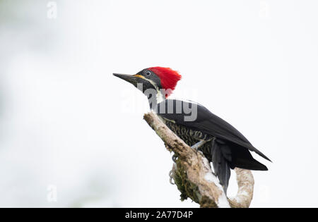 Schöne Lineated Woodpecker (Dryocopus lineatus) auf einem Baum gehockt Stockfoto