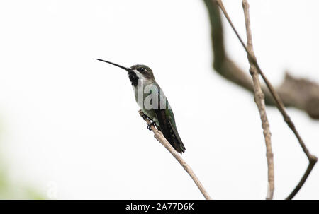 Lange-billed Starthroat (Heliomaster longirostris) auf einem Baum gehockt Stockfoto