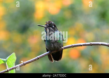 In der Nähe von einem schönen Talamanca Hummingbird oder Bewundernswert Kolibri (Eugenes californica) Stockfoto