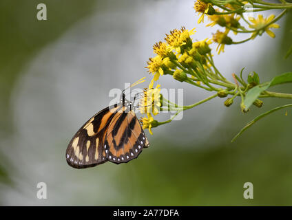 Schöne Lycorea halia, dem tropischen milkweed Butterfly auch bekannt als Tiger - mimic Königin Einziehen auf wilde Blumen Stockfoto