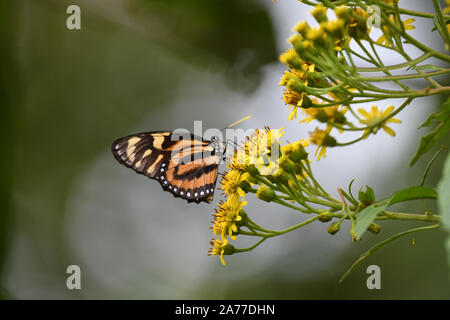 Schöne Lycorea halia, dem tropischen milkweed Butterfly auch bekannt als Tiger - mimic Königin Einziehen auf wilde Blumen Stockfoto