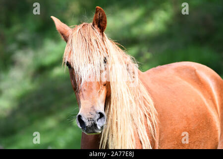 Porträt einer wunderschönen Sorrel oder chestnut Farbe junges Pferd in ein grünes Feld Stockfoto