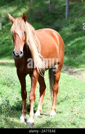 Porträt einer wunderschönen Sorrel oder chestnut Farbe junges Pferd in ein grünes Feld Stockfoto