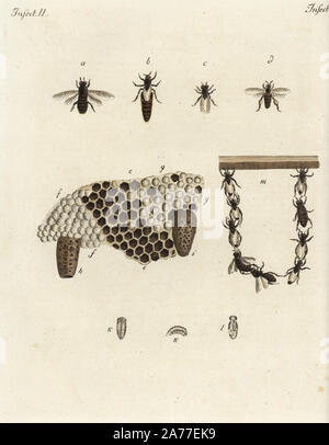 Die Metamorphose von Honigbienen, Wabe, Queens, Drohnen und Kette der Arbeitsbienen. Papierkörbe Kupferstich von Johann Friedrich Bertuch's 'Bilderbuch pelz Kinder" (Bilderbuch für Kinder), Weimar, 1792. Stockfoto