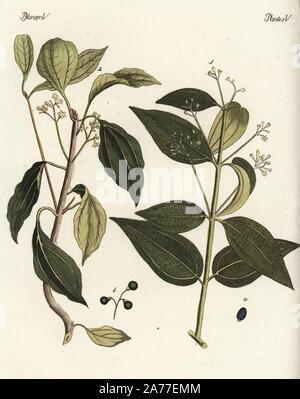 Wahre Zimt, Cinnamomum verum 1, und Kampfer Baum, Cinnamomum camphora 2 Laurus camphora. Papierkörbe Kupferstich von Johann Friedrich Bertuch's Bilderbuch pelz Kinder (Bilderbuch für Kinder), Weimar, 1792. Stockfoto