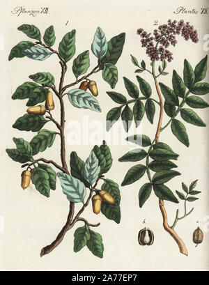 Cork oak tree, Quercus suber 1, und terebinthe oder Terpentin Baum, Pistacia terebinthus 2. Papierkörbe Kupferstich von Johann Friedrich Bertuch's Bilderbuch pelz Kinder (Bilderbuch für Kinder), Weimar, 1792. Stockfoto