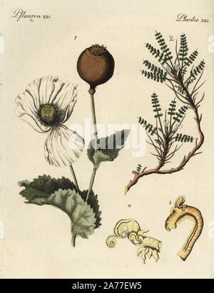 Schlafmohn mit Seedpod, Papaver somniferum 1, und kretische Milch - vetch, Astracantha Cretica 2. Papierkörbe Kupferstich von Johann Friedrich Bertuch's Bilderbuch pelz Kinder (Bilderbuch für Kinder), Weimar, 1792. Stockfoto