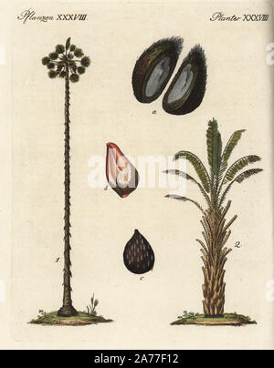 Asiatische palmyra Palm, toddy Palm, oder Sugar Palm, Borassus flabellifer 1 und Afrikanische Ölpalme Elaeis guineensis, 2. Papierkörbe Kupferstich von Johann Friedrich Bertuch's Bilderbuch pelz Kinder (Bilderbuch für Kinder), Weimar, 1795. Stockfoto