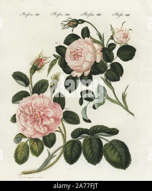 Queen Rose, Rosa regina rubicans und Moss Rose, Rosa muscosa Major. Papierkörbe Kupferstich aus eine Illustration aus der Natur durch Stark von Johann Friedrich Bertuch's Bilderbuch pelz Kinder (Bilderbuch für Kinder), Weimar, 1802. Stockfoto