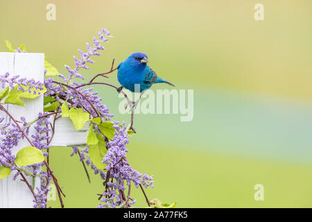 Männliche indigo Bunting thront auf einem dekorativen Zaun. Stockfoto