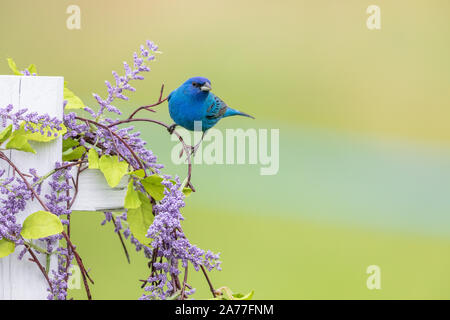 Männliche indigo Bunting thront auf einem dekorativen Zaun. Stockfoto