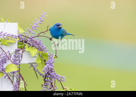 Männliche indigo Bunting thront auf einem dekorativen Zaun. Stockfoto