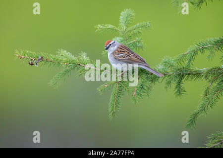 Chipping sparrow thront in einem weißen Fichte. Stockfoto