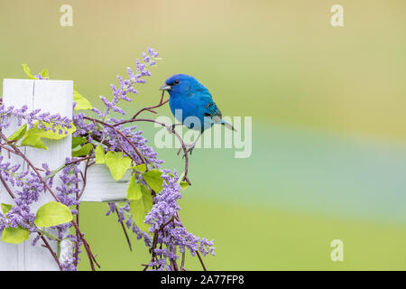 Männliche indigo Bunting thront auf einem dekorativen Zaun. Stockfoto