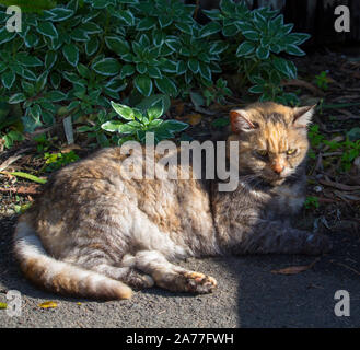 Ein verschlafenes zufrieden kurz behaarte inländischen schildpatt Katze, ein geliebtes Haustier, sitzt auf dem Gras in der Nähe der Rollbahn Auffahrt in der Morgensonne. Stockfoto