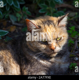 Ein verschlafenes zufrieden kurz behaarte inländischen schildpatt Katze, ein geliebtes Haustier, sitzt auf dem Gras in der Nähe der Rollbahn Auffahrt in der Morgensonne. Stockfoto