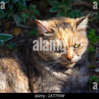 Ein verschlafenes zufrieden kurz behaarte inländischen schildpatt Katze, ein geliebtes Haustier, sitzt auf dem Gras in der Nähe der Rollbahn Auffahrt in der Morgensonne. Stockfoto