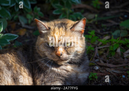 Ein verschlafenes zufrieden kurz behaarte inländischen schildpatt Katze, ein geliebtes Haustier, sitzt auf dem Gras in der Nähe der Rollbahn Auffahrt in der Morgensonne. Stockfoto