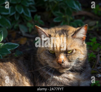 Ein verschlafenes zufrieden kurz behaarte inländischen schildpatt Katze, ein geliebtes Haustier, sitzt auf dem Gras in der Nähe der Rollbahn Auffahrt in der Morgensonne. Stockfoto