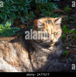 Ein verschlafenes zufrieden kurz behaarte inländischen schildpatt Katze, ein geliebtes Haustier, sitzt auf dem Gras in der Nähe der Rollbahn Auffahrt in der Morgensonne. Stockfoto