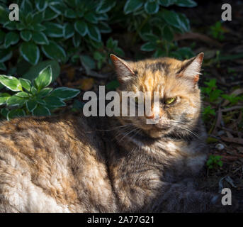 Ein verschlafenes zufrieden kurz behaarte inländischen schildpatt Katze, ein geliebtes Haustier, sitzt auf dem Gras in der Nähe der Rollbahn Auffahrt in der Morgensonne. Stockfoto