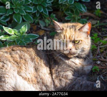 Ein verschlafenes zufrieden kurz behaarte inländischen schildpatt Katze, ein geliebtes Haustier, sitzt auf dem Gras in der Nähe der Rollbahn Auffahrt in der Morgensonne. Stockfoto