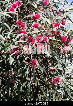 Ungewöhnliche spiky rosa Blüten von nadelkissen hakea hakea Laurina, einem beliebten West Australian native Strauchigen kleiner Baum Blüte von Winter zu Frühling. Stockfoto