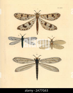 Antlion florfliege Palpares libelluloides Arten: 1, 2, fishfly Euptilon ornatum Arten, Chauliodes pectinicornis 3, und Lacy Flügel, Vella Americana 4. Papierkörbe Lithographie von neuen John O. Westwood's Edition von Dru Drury' Illustrationen von exotischen Entomologie", Bohn, London, 1837. Stockfoto