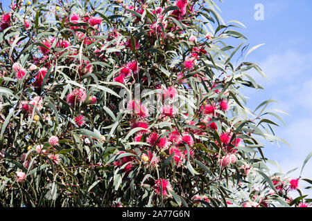 Ungewöhnliche spiky rosa Blüten von nadelkissen hakea hakea Laurina, einem beliebten West Australian native Strauchigen kleiner Baum Blüte von Winter zu Frühling. Stockfoto