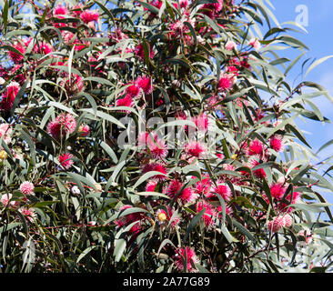 Ungewöhnliche spiky rosa Blüten von nadelkissen hakea hakea Laurina, einem beliebten West Australian native Strauchigen kleiner Baum Blüte von Winter zu Frühling. Stockfoto