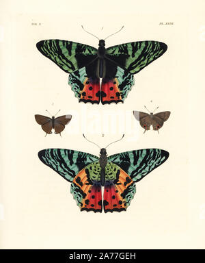 Madagassischen Sonnenuntergang motte Chrysiridia rhipheus 1,2 und Pan hairstreak, Electrostrymon Pan 3,4. Papierkörbe Lithographie von neuen John O. Westwood's Edition von Dru Drury' Illustrationen von exotischen Entomologie", Bohn, London, 1837. Stockfoto