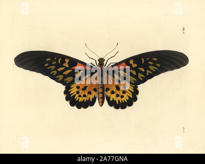 Riesige Afrikanische Schwalbenschwanz Schmetterling, Papilio antimachus. Papierkörbe Lithographie von neuen John O. Westwood's Edition von Dru Drury' Illustrationen von exotischen Entomologie", Bohn, London, 1837. Stockfoto