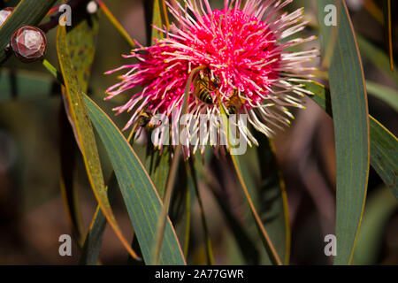 Ungewöhnliche spiky rosa Blüten von nadelkissen hakea hakea Laurina, einem beliebten West Australian native Strauchigen kleiner Baum Blüte von Winter zu Frühling. Stockfoto