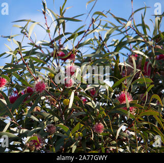 Ungewöhnliche spiky rosa Blüten von nadelkissen hakea hakea Laurina, einem beliebten West Australian native Strauchigen kleiner Baum Blüte von Winter zu Frühling. Stockfoto