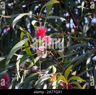 Ungewöhnliche spiky rosa Blüten von nadelkissen hakea hakea Laurina, einem beliebten West Australian native Strauchigen kleiner Baum Blüte von Winter zu Frühling. Stockfoto