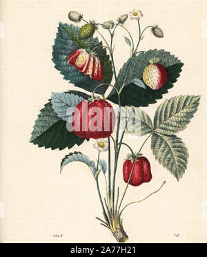 Erdbeere, Fragaria ananassa. Papierkörbe Lithographie von Carl Hoffmann's Buch der Welt, Stuttgart, 1848. Stockfoto