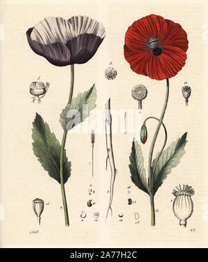 Schlafmohn, Papaver somniferum 1 und Corn Poppy, Papaver rhoeas 13. Papierkörbe Lithographie von Carl Hoffmann's Buch der Welt, Stuttgart, 1848. Stockfoto