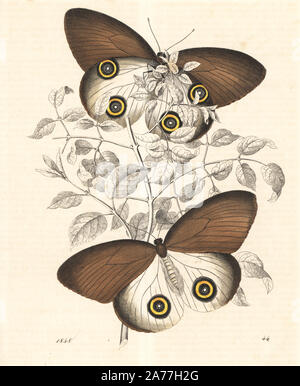 Taenaris urania Schmetterling (vorher Papilio jairus). Papierkörbe Lithographie von Carl Hoffmann's Buch der Welt, Stuttgart, 1848. Stockfoto