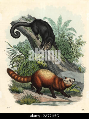 Red Panda, Ailurus fulgens (gefährdete) 1 und Palawan Bearcat, Arctictis binturong (gefährdete) 2. Papierkörbe Lithographie von Carl Hoffmann's Buch der Welt, Stuttgart, 1857. Stockfoto