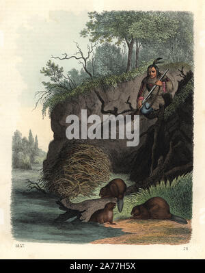 Native American Jäger mit Gewehr beobachten Biber, Castor canadensis, einen Staudamm bauen. Papierkörbe Lithographie von Carl Hoffmann's Buch der Welt, Stuttgart, 1857. Stockfoto